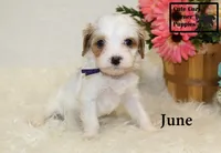F1 June, a female Cavapoo for sale in Taylorsville, NC – 7 of 10