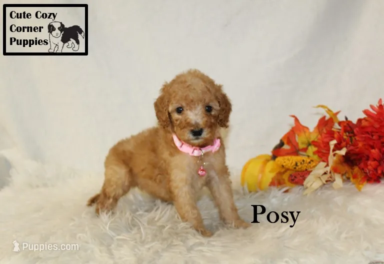 AKC Posy – Poodle - Miniature  puppy for sale in Taylorsville, NC