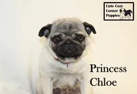 AKC Princess Chloe, a female Pug for sale in Taylorsville, NC – 3 of 8