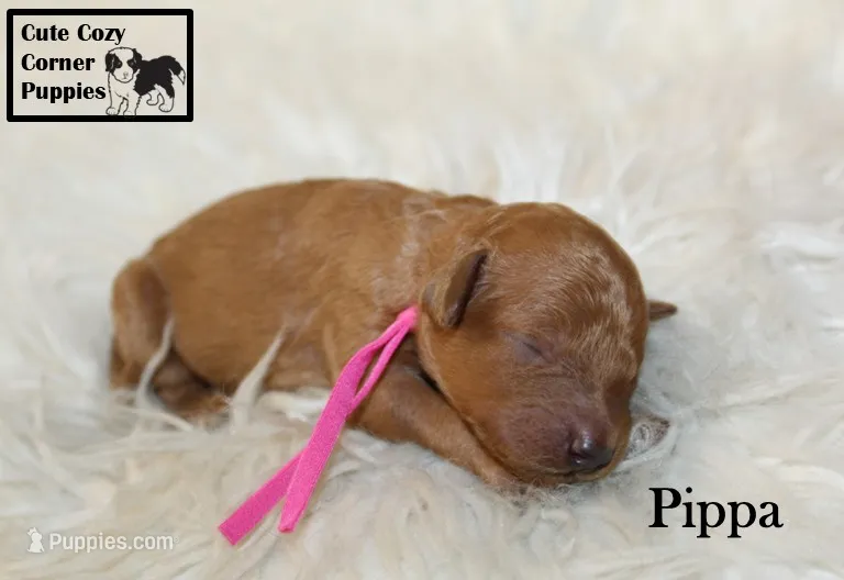 AKC Pippa – Poodle - Miniature  puppy for sale in Taylorsville, NC
