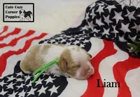 AKC Liam, a male Cavalier King Charles Spaniel for sale in Taylorsville, NC – 6 of 9