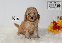 F1B Nix, a male Cavapoo for sale in Taylorsville, NC – 4 of 9