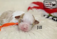 F1 Jill, a female Cavapoo for sale in Taylorsville, NC – 1 of 7