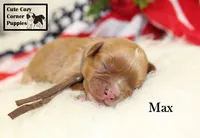 AKC Max, a male Cavalier King Charles Spaniel for sale in Taylorsville, NC – 9 of 9