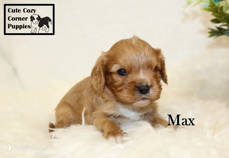 AKC Max – Cavalier King Charles Spaniel puppy for sale in Taylorsville, NC