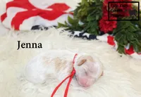 F1 Jenna, a female Cavapoo for sale in Taylorsville, NC – 6 of 7