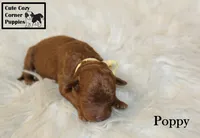 AKC Poppy, a female Poodle - Miniature  for sale in Taylorsville, NC – 5 of 6
