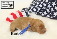 F1B Kade, a male Cavapoo for sale in Taylorsville, NC – 7 of 10