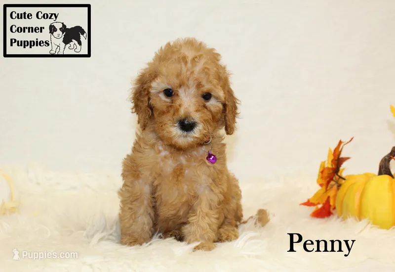 AKC Penny – Poodle - Miniature  puppy for sale in Taylorsville, NC