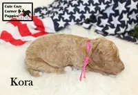 F1B Kora, a female Cavapoo for sale in Taylorsville, NC – 2 of 9