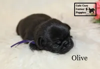 AKC Olive, a female Pug for sale in Taylorsville, NC – 4 of 7
