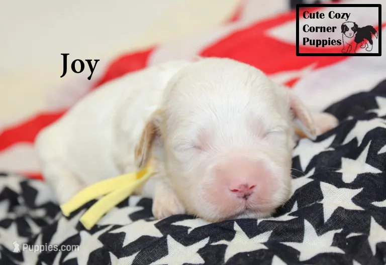 F1 Joy – Cavapoo puppy for sale in Taylorsville, NC