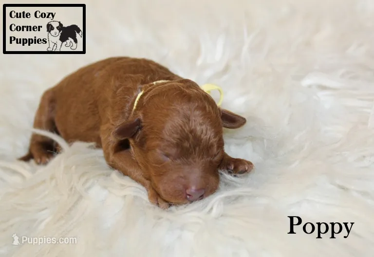 AKC Poppy – Poodle - Miniature  puppy for sale in Taylorsville, NC