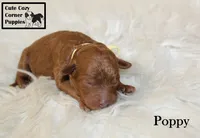 AKC Poppy, a female Poodle - Miniature  for sale in Taylorsville, NC – 1 of 6