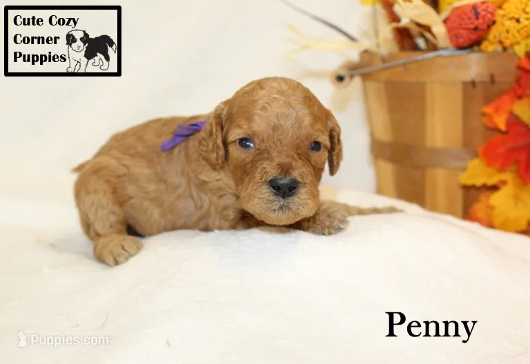 AKC Penny – Poodle - Miniature  puppy for sale in Taylorsville, NC