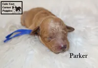 AKC Parker, a male Poodle - Miniature  for sale in Taylorsville, NC – 4 of 6