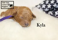 F1B Kyla, a female Cavapoo for sale in Taylorsville, NC – 9 of 9
