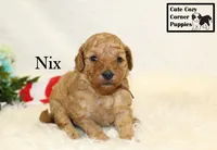 F1B Nix, a male Cavapoo for sale in Taylorsville, NC – 3 of 7