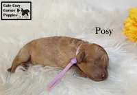 AKC Posy, a female Poodle - Miniature  for sale in Taylorsville, NC – 6 of 6