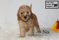 F1B Nix, a male Cavapoo for sale in Taylorsville, NC – 5 of 9