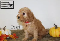 Akc Pearl, a female Poodle - Miniature  for sale in Taylorsville, NC – 5 of 9