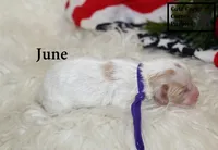 F1 June, a female Cavapoo for sale in Taylorsville, NC – 4 of 7