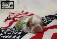 AKC Liam, a male Cavalier King Charles Spaniel for sale in Taylorsville, NC – 9 of 9