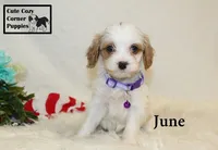 F1 June, a female Cavapoo for sale in Taylorsville, NC – 9 of 10