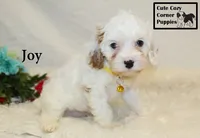 F1 Joy, a female Cavapoo for sale in Taylorsville, NC – 10 of 10