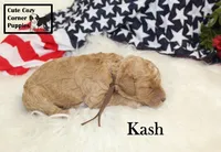 F1B Kash , a male Cavapoo for sale in Taylorsville, NC – 3 of 10