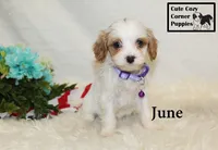 F1 June, a female Cavapoo for sale in Taylorsville, NC – 2 of 10