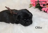 AKC Otto, a male Pug for sale in Taylorsville, NC – 2 of 5