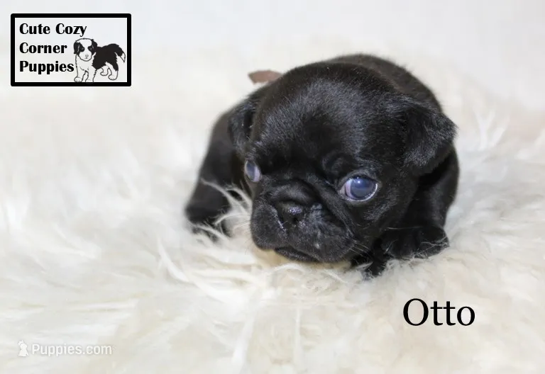 AKC Otto – Pug puppy for sale in Taylorsville, NC
