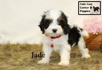 F1 Jade, a female Cavapoo for sale in Taylorsville, NC – 6 of 10