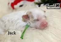 F1 Jack, a male Cavapoo for sale in Taylorsville, NC – 6 of 8
