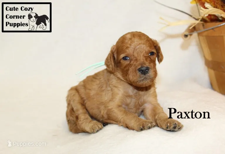 AKC Paxton – Poodle - Miniature  puppy for sale in Taylorsville, NC