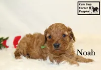 F1B Noah, a male Cavapoo for sale in Taylorsville, NC – 6 of 6