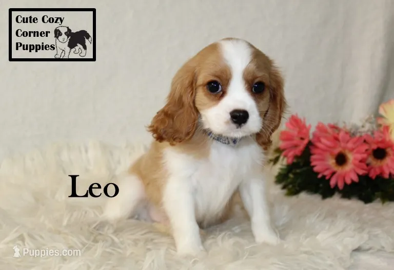 AKC Leo – Cavalier King Charles Spaniel puppy for sale in Taylorsville, NC