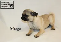 AKC Margo, a female Pug for sale in Taylorsville, NC – 5 of 7