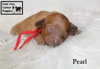 Akc Pearl, a female Poodle - Miniature  for sale in Taylorsville, NC – 3 of 6