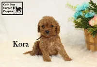 F1B Kora, a female Cavapoo for sale in Taylorsville, NC – 5 of 10
