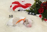 F1 Jill, a female Cavapoo for sale in Taylorsville, NC – 3 of 7
