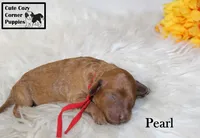 Akc Pearl, a female Poodle - Miniature  for sale in Taylorsville, NC – 1 of 6