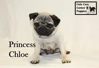 AKC Princess Chloe, a female Pug for sale in Taylorsville, NC – 8 of 8