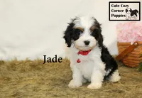 F1 Jade, a female Cavapoo for sale in Taylorsville, NC – 9 of 10