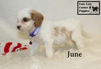 F1 June, a female Cavapoo for sale in Taylorsville, NC – 4 of 10