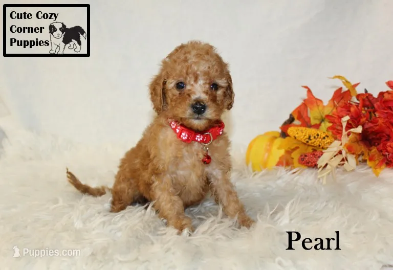 Akc Pearl – Poodle - Miniature  puppy for sale in Taylorsville, NC