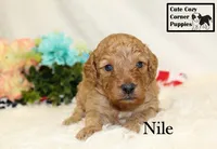 F1B Nile, a male Cavapoo for sale in Taylorsville, NC – 3 of 9