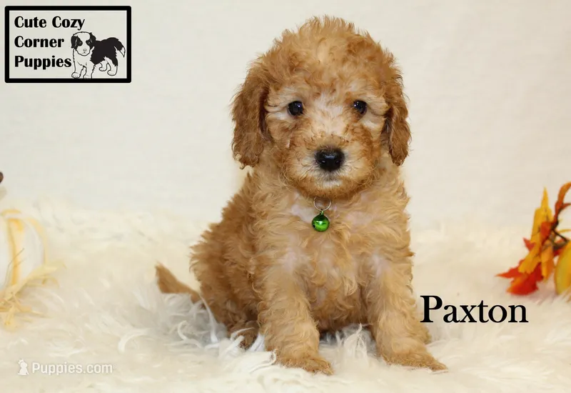 AKC Paxton – Poodle - Miniature  puppy for sale in Taylorsville, NC