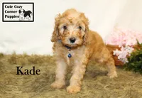 F1B Kade, a male Cavapoo for sale in Taylorsville, NC – 5 of 10